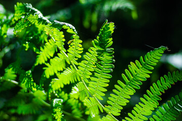 Macro de feuilles de fougère vertes