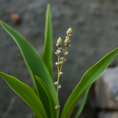 Fototapeta premium Plant nature portrait