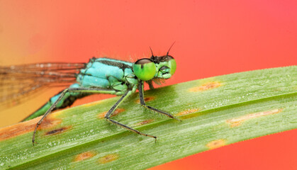 Coenagrionidae moth on straw