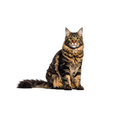 Obraz premium White background studio portrait of an adorable domestic black cat