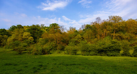 Nice forest landscape in springtime