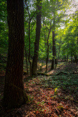 Springtime in a sessile oak (Quercus petraea) forest in Hungary