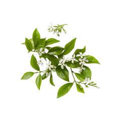 Obraz premium Green plant leaves on a branch isolated on white