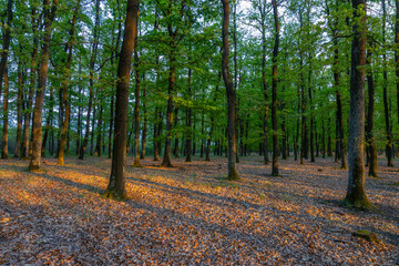 Springtime in a sessile oak (Quercus petraea) forest in Hungary