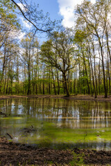Beautiful oak forest scene in springtime. Small forest pond.