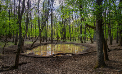 Beautiful oak forest scene in springtime. Small forest pond.