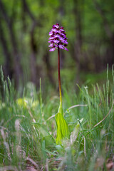 Lady Orchid (Orchis purpurea) in springtime in the forest