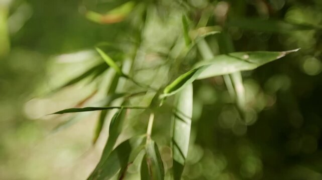 Bamboo Leaf In Bokeh Background. Selective Focus Shot