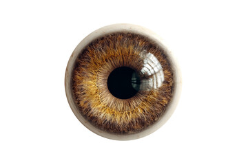 Focused vision eye close-up