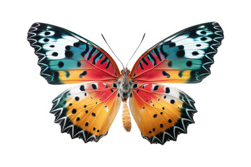 Macro close-up of colorful butterflies