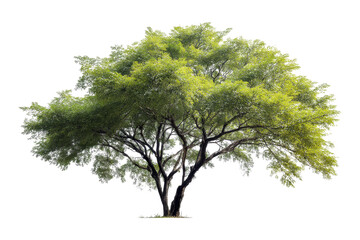 Embracing nature a healthy tree