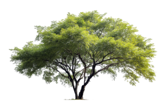 Embracing nature a healthy tree