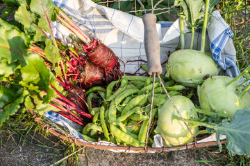 Harvest of kohlrabi, beetroot and sugar snap peas in rustic basket from cottage garden