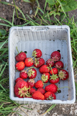 Freshly picked strawberries in harvest tray – summer in a self-sufficient garden