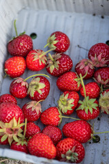 Freshly picked strawberries in harvest tray – summer in a self-sufficient garden