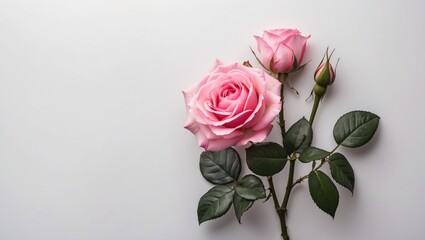 Fototapeta premium Pink Blooming Rose on Isolated White Background with Empty Copy Space for Text