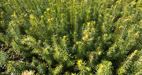 Young plants for forest restoration. Green seedlings of coniferous trees.
