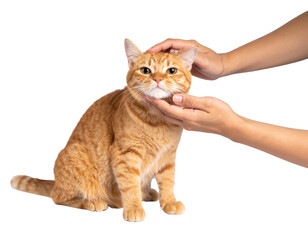 Obraz premium A person petting a friendly ginger cat.