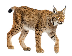 Obraz premium A majestic lynx walking gracefully in nature.