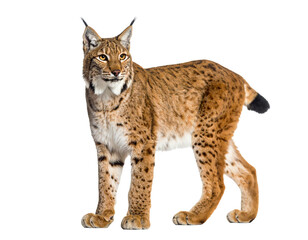 Obraz premium Lynx in natural habitat, showcasing its beauty.