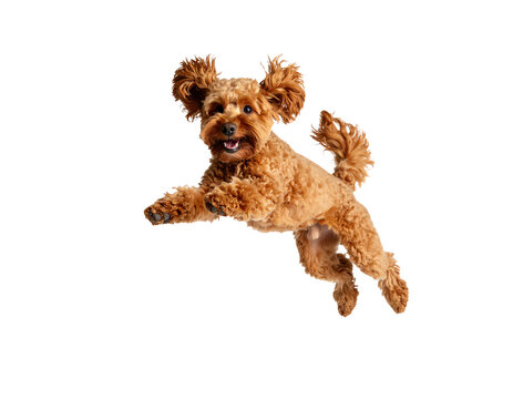 Playful dog jumping in mid-air with joy.