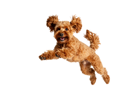 Playful dog jumping in mid-air with joy.