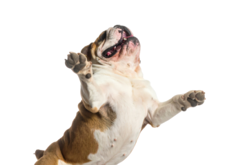 Playful dog jumping with joy and excitement.