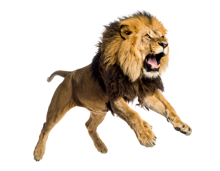 Fierce lion roaring in dynamic action.