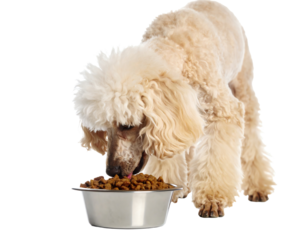 Poodle dog enjoying its meal from a bowl.