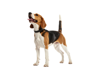 Beagle dog standing alert and happy outdoors.