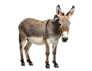 Portrait of a curious donkey standing calmly.