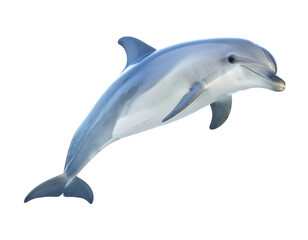 A playful dolphin swimming gracefully.