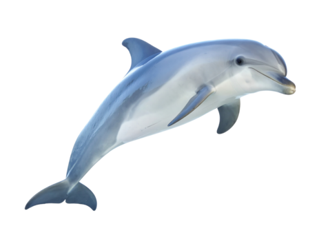 A playful dolphin swimming gracefully.