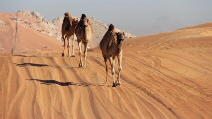 Camel in the desert