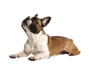 French Bulldog looking curiously at the camera.