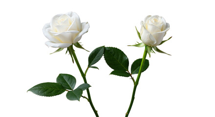 Obraz premium Two white roses with green leaves isolated on transparent background