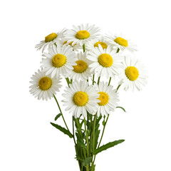 Fototapeta premium Beautiful bouquet of daisies isolated on transparent background