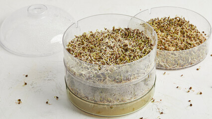 Sprouted seeds