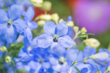 Spotted a mini delphinium with soft blue petals blooming beautifully in the flower bed.