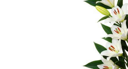 White lilies with green leaves isolated on transparent background