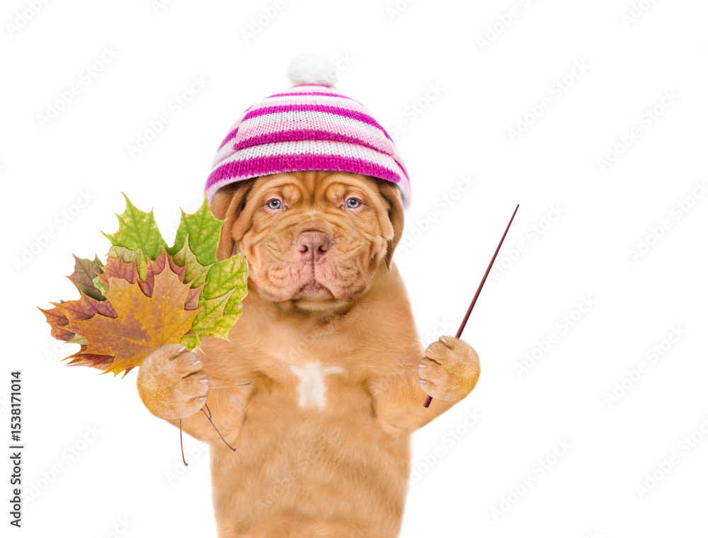 Poster unhappy mastiff puppy wearing a warm hat with pompon holds dry colorful leaves and points away on em