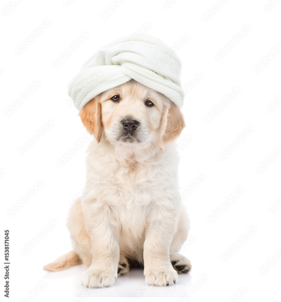 Poster young golden retriever puppy with towel on it head sitting in front view and looking at camera. isol