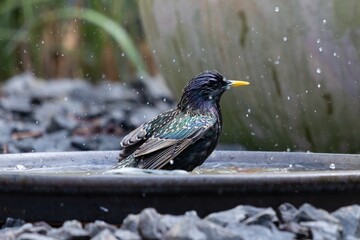 Ein Star (Sturnus vulgaris) im Vogelbad, Seitliche Ansicht des Vogels