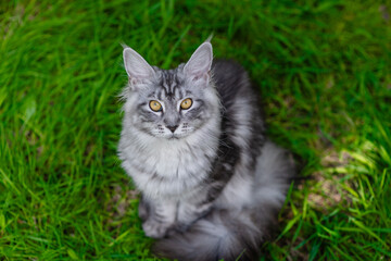 Adult grey maine coon cat sitting on green summer grass and looking up at camera. Top down view