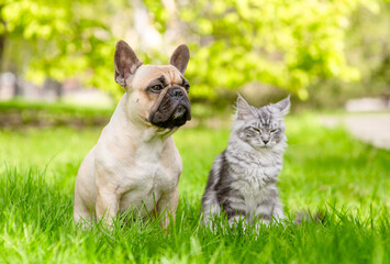French Bulldog puppy and Maine coon cat sit together on green summer grass a sunny park