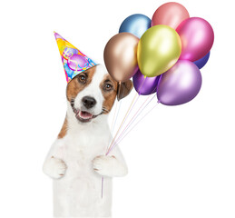 Funny jack russell terrier puppy wearing party cap holds balloons and looks at camera. isolated on white background