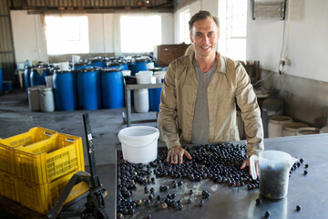 Mature male sorting dark grapes on stainless steel table in warehouse with bucket, copy space