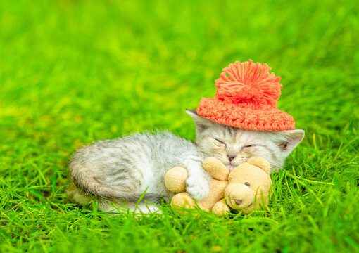 Cute kitten wearing warm hat hugs favorite toy bear and sleeps on green summer grass