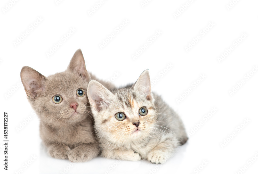 Poster two cute kittens looking away and up on empty space. isolated on white background