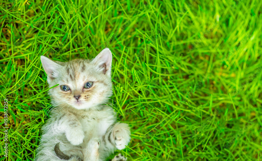 Aufkleber Cute kitten lying on it back on summer green grass. Top down view. Empty space for text